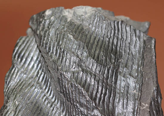 一級品、全身ウロコ模様！ちょっとグロテスク。古生代石炭紀の巨木カラミテスの幹の化石（その2）