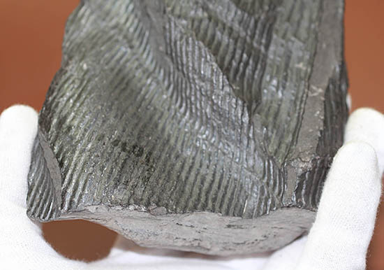 一級品、全身ウロコ模様！ちょっとグロテスク。古生代石炭紀の巨木カラミテスの幹の化石（その3）