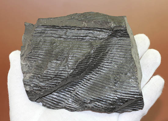 一級品、全身ウロコ模様！ちょっとグロテスク。古生代石炭紀の巨木カラミテスの幹の化石（その6）