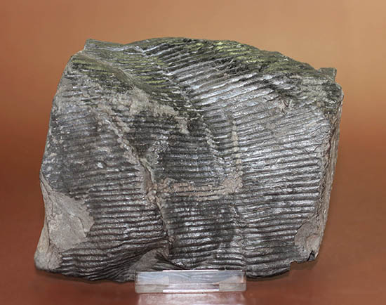 一級品、全身ウロコ模様！ちょっとグロテスク。古生代石炭紀の巨木カラミテスの幹の化石（その9）