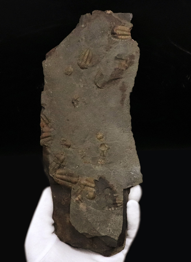 １５体！最も原始的な三葉虫の一つ、チェコ・インツェ産のアイレス三葉虫、エリプソセファルス・ホッフィ（Ellipsocephalus hoffi）の群集化石（その1）