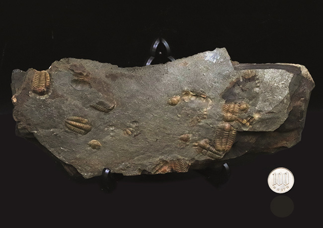 １５体！最も原始的な三葉虫の一つ、チェコ・インツェ産のアイレス三葉虫、エリプソセファルス・ホッフィ（Ellipsocephalus hoffi）の群集化石（その10）