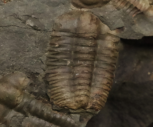 １５体！最も原始的な三葉虫の一つ、チェコ・インツェ産のアイレス三葉虫、エリプソセファルス・ホッフィ（Ellipsocephalus hoffi）の群集化石（その2）