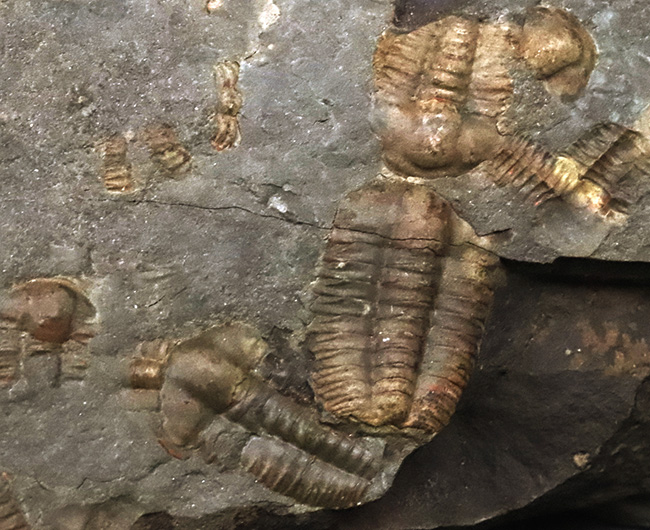 １５体！最も原始的な三葉虫の一つ、チェコ・インツェ産のアイレス三葉虫、エリプソセファルス・ホッフィ（Ellipsocephalus hoffi）の群集化石（その3）
