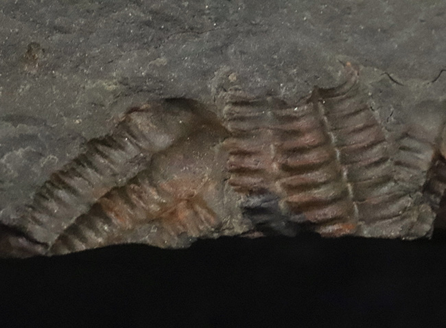 １５体！最も原始的な三葉虫の一つ、チェコ・インツェ産のアイレス三葉虫、エリプソセファルス・ホッフィ（Ellipsocephalus hoffi）の群集化石（その4）
