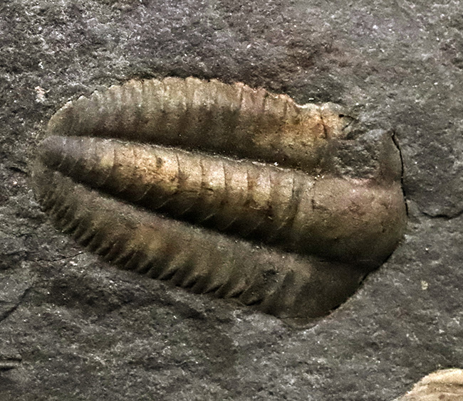 １５体！最も原始的な三葉虫の一つ、チェコ・インツェ産のアイレス三葉虫、エリプソセファルス・ホッフィ（Ellipsocephalus hoffi）の群集化石（その6）