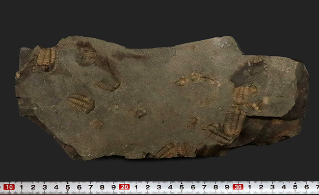 １５体！最も原始的な三葉虫の一つ、チェコ・インツェ産のアイレス三葉虫、エリプソセファルス・ホッフィ（Ellipsocephalus hoffi）の群集化石（その9）