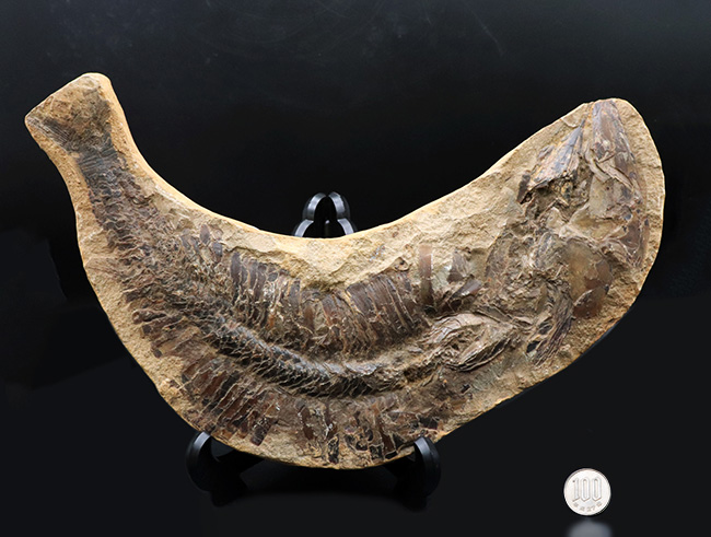 カーブ計測で４６センチ！鋭い吻部と分厚い鱗が保存された、およそ１億年前の魚類、アスピドリンクスの化石（その10）