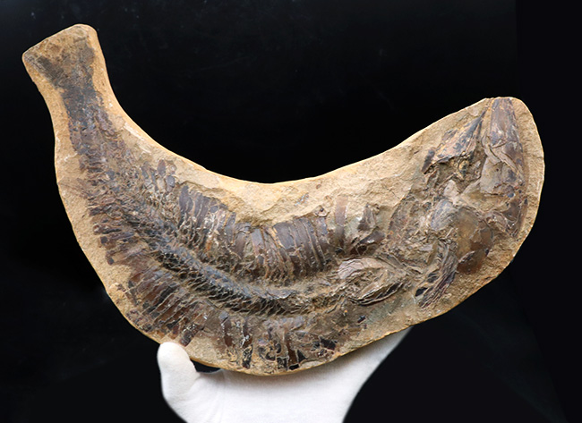 カーブ計測で４６センチ！鋭い吻部と分厚い鱗が保存された、およそ１億年前の魚類、アスピドリンクスの化石（その2）