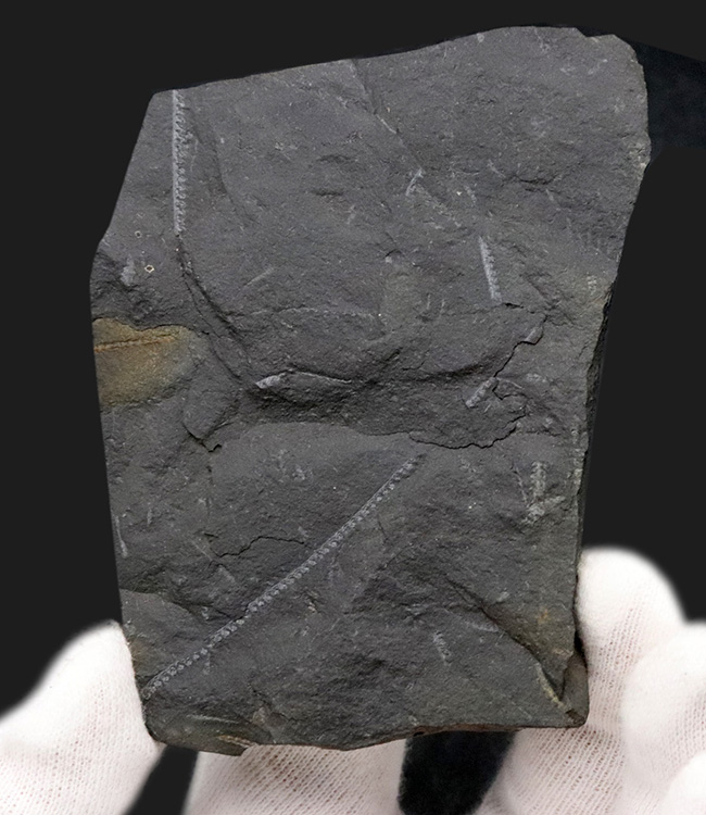 マニアック化石！明瞭なラインを確認可能！古生代の絶滅生物、フデイシの仲間、モノグラプタス（Monograptus lobiterus）の群集化石（その1）