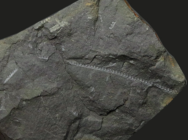 マニアック化石！明瞭なラインを確認可能！古生代の絶滅生物、フデイシの仲間、モノグラプタス（Monograptus lobiterus）の群集化石（その2）