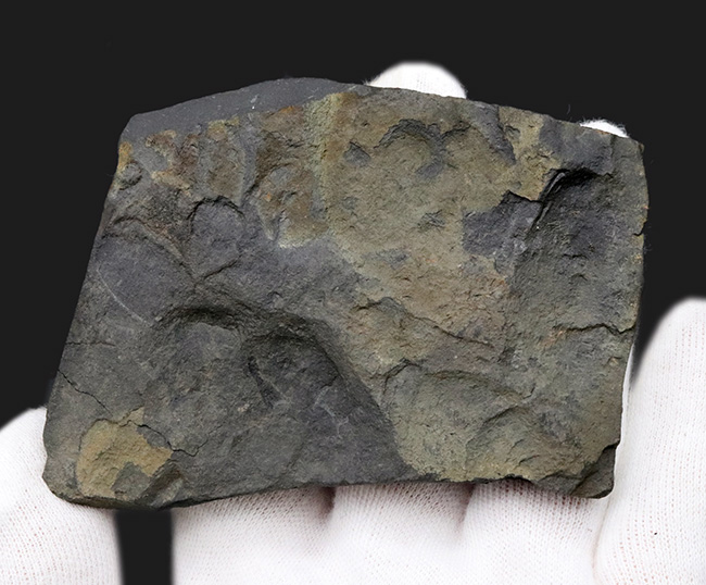 マニアック化石！明瞭なラインを確認可能！古生代の絶滅生物、フデイシの仲間、モノグラプタス（Monograptus lobiterus）の群集化石（その4）