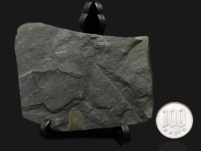 マニアック化石！明瞭なラインを確認可能！古生代の絶滅生物、フデイシの仲間、モノグラプタス（Monograptus lobiterus）の群集化石（その7）