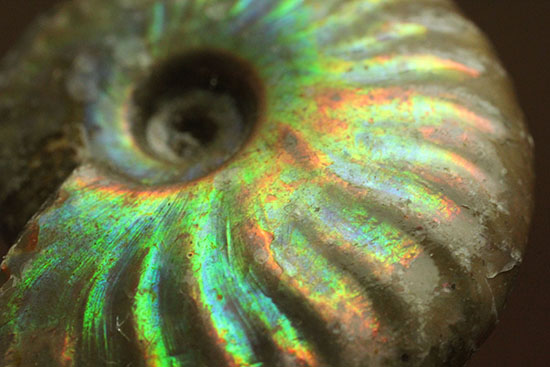 発色が良い遊色アンモナイトをお探しの方に！恐竜時代のイリデッセンスアンモナイト(Ammonite)（その3）
