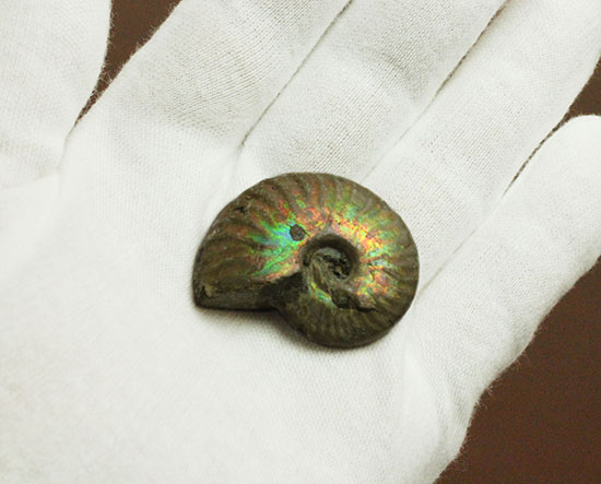 発色が良い遊色アンモナイトをお探しの方に！恐竜時代のイリデッセンスアンモナイト(Ammonite)（その4）