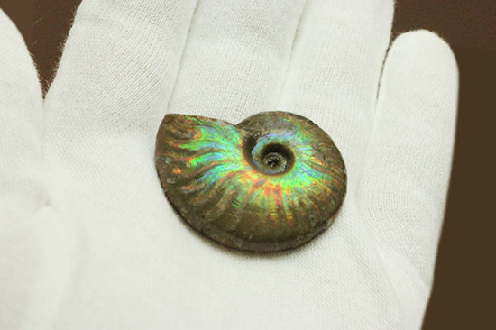 発色が良い遊色アンモナイトをお探しの方に！恐竜時代のイリデッセンスアンモナイト(Ammonite)（その5）