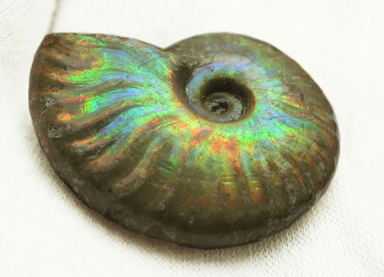 発色が良い遊色アンモナイトをお探しの方に！恐竜時代のイリデッセンスアンモナイト(Ammonite)（その6）