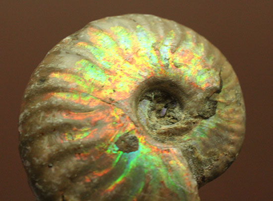 発色が良い遊色アンモナイトをお探しの方に！恐竜時代のイリデッセンスアンモナイト(Ammonite)（その7）