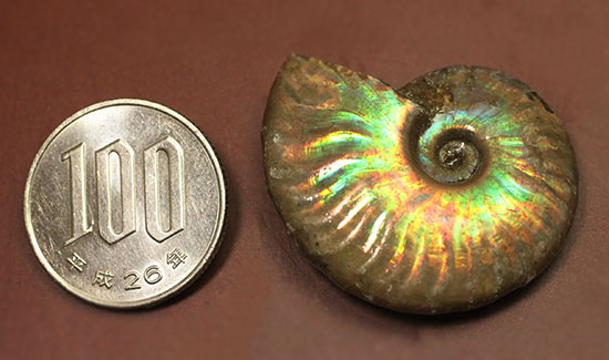 発色が良い遊色アンモナイトをお探しの方に！恐竜時代のイリデッセンスアンモナイト(Ammonite)（その8）