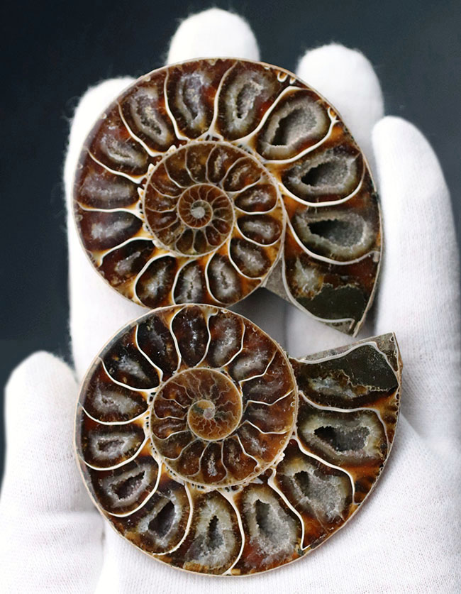 厳選美品！マダガスカル産のアンモナイト、デスモセラス（Desmoceras）のカット＆スライス化石（その2）