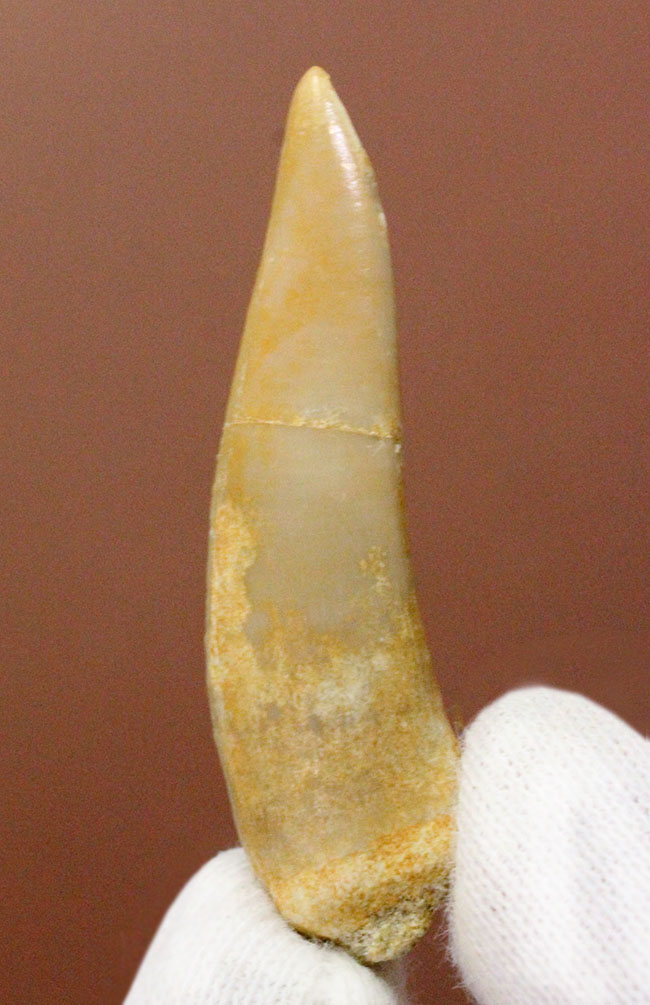 白亜紀末期に棲息していた牙のような歯を持った肉食魚エンコダス（Enchodus libyus）の歯化石。専用ケース付き。（その1）