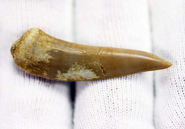 白亜紀末期に棲息していた牙のような歯を持った肉食魚エンコダス（Enchodus libyus）の歯化石。専用ケース付き。（その4）