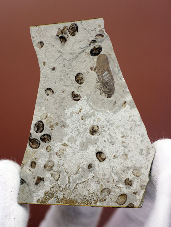 白亜紀前期の昆虫化石。翅脈まで見える！（その2）