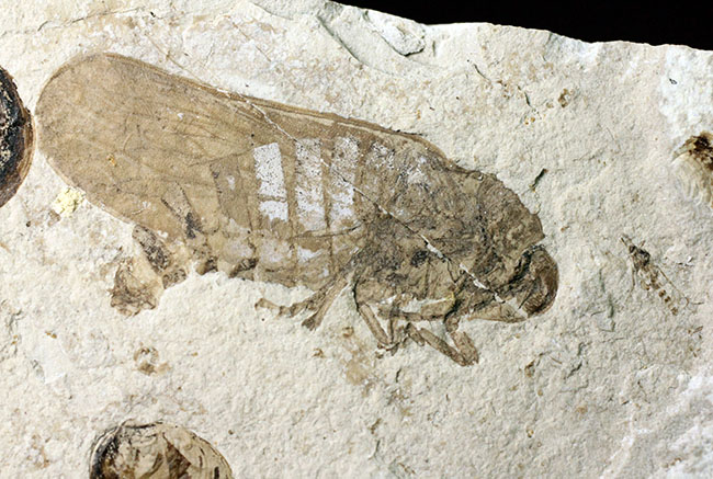 白亜紀前期の昆虫化石。翅脈まで見える！（その3）