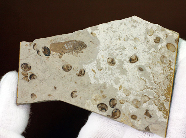 白亜紀前期の昆虫化石。翅脈まで見える！（その4）