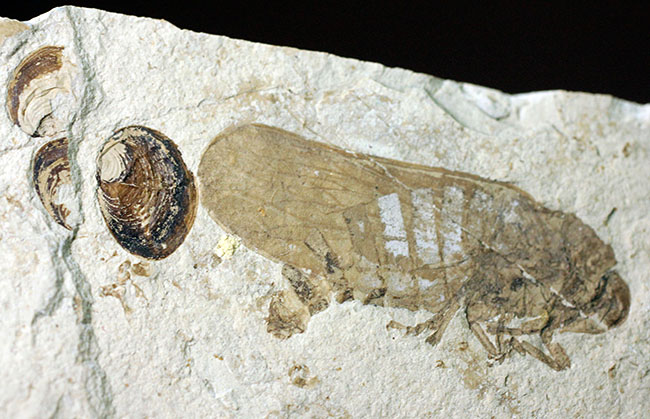白亜紀前期の昆虫化石。翅脈まで見える！（その8）
