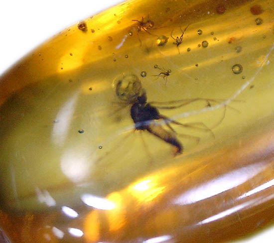 虫の見え方が印象的!非常に透明度の高いバルト海産琥珀(その3)