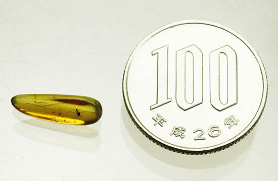 虫の見え方が印象的!非常に透明度の高いバルト海産琥珀(その9)