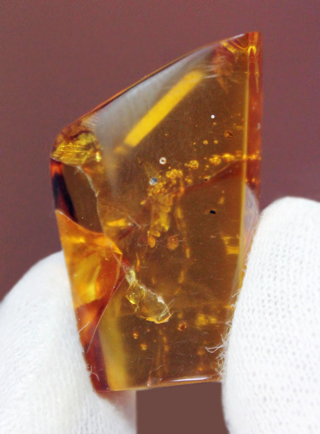 数千万年前のクモを内包したバルト海産の琥珀（専用ケース付き）。透明度の高いレモンイエローの基質にもご注目！（その9）