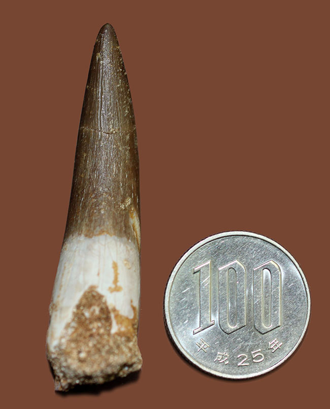 この歯化石で動き回る魚を捕食していた、首長竜、エラスモサウルス（Elasmosaurus sp.）の歯化石（その11）