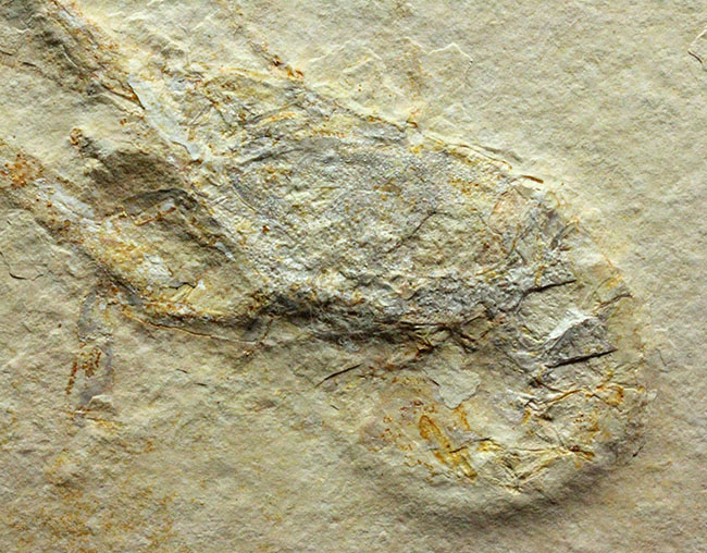 白ジュラ！化石の超有名産地、ドイツ・ゾルンフォーフェン産のエビ化石（Mecochirus longimanus）。芸術的な逸品。（その2）