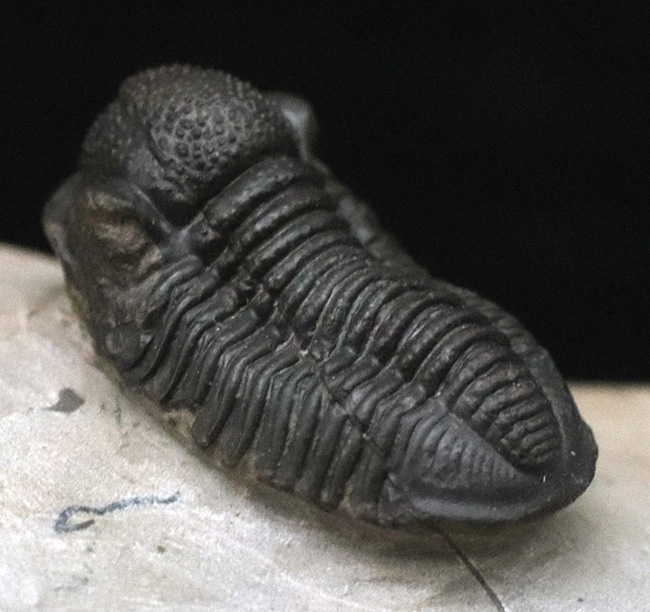 小さな体躯にぷっくりとした頭鞍部、立体的で丸っこい体躯が可愛らしいゲラストス・マロチェンシス（Gerastos marocensis）の上質標本（その1）