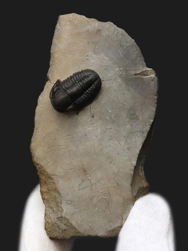 小さな体躯にぷっくりとした頭鞍部、立体的で丸っこい体躯が可愛らしいゲラストス・マロチェンシス（Gerastos marocensis）の上質標本（その2）