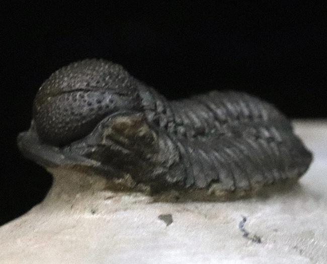 小さな体躯にぷっくりとした頭鞍部、立体的で丸っこい体躯が可愛らしいゲラストス・マロチェンシス（Gerastos marocensis）の上質標本（その5）
