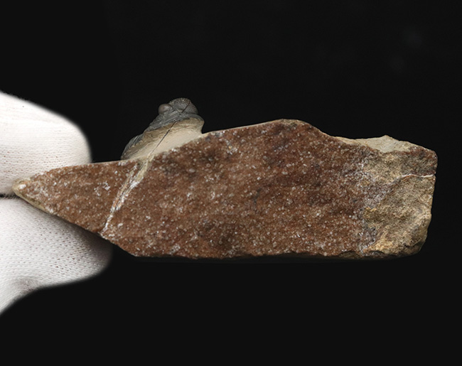 小さな体躯にぷっくりとした頭鞍部、立体的で丸っこい体躯が可愛らしいゲラストス・マロチェンシス（Gerastos marocensis）の上質標本（その7）