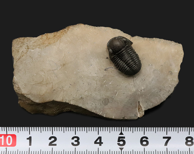 小さな体躯にぷっくりとした頭鞍部、立体的で丸っこい体躯が可愛らしいゲラストス・マロチェンシス（Gerastos marocensis）の上質標本（その8）
