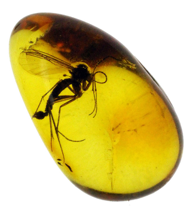 外部生殖器が保存。キノコバエ科の虫が閉じ込められた虫入りバルト海産琥珀（Amber）（その3）