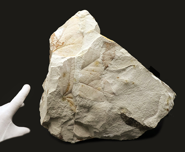 国産マニアックシリーズ！採集年月日と出自がしっかりしている、神戸層群産のフウ属（Liquidambar）の葉化石（その1）