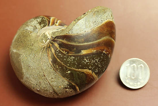 典型的な古代オウムガイの殻の化石（その10）