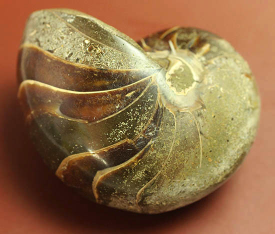 典型的な古代オウムガイの殻の化石（その2）