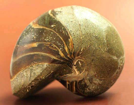 典型的な古代オウムガイの殻の化石（その3）