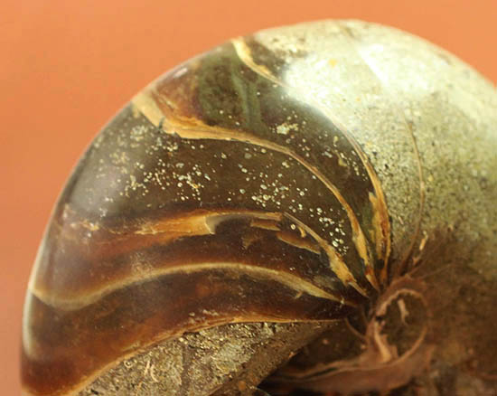 典型的な古代オウムガイの殻の化石（その4）