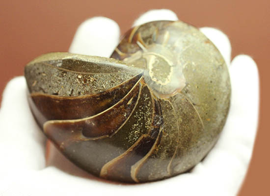 典型的な古代オウムガイの殻の化石（その5）