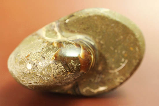 典型的な古代オウムガイの殻の化石（その8）