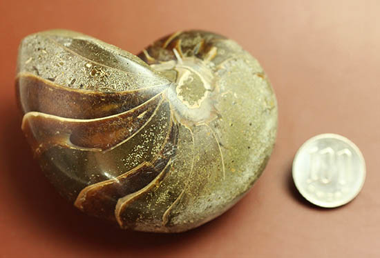 典型的な古代オウムガイの殻の化石（その9）