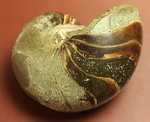 典型的な古代オウムガイの殻の化石
